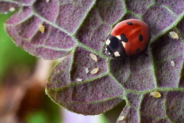 Lutter contre les pucerons au jardin