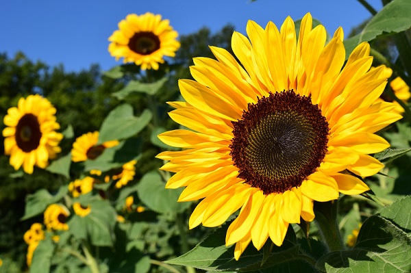 Semis et récoltes au jardin en août