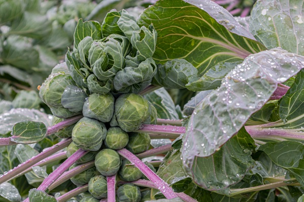 Jardinage et semis en janvier