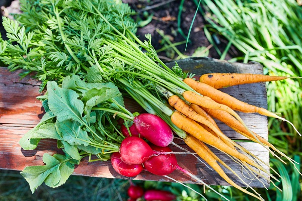 Semis de fleurs et légumes en juillet