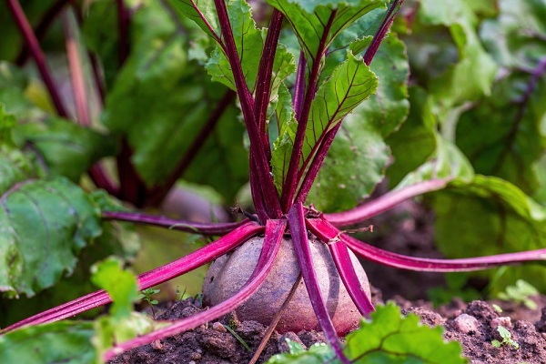 Que faire au jardin d'ornement en octobre ?