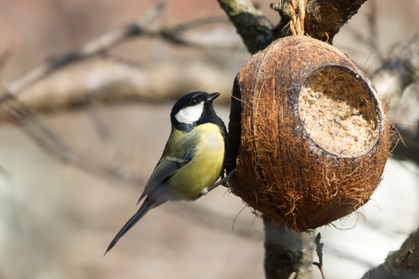 Nourriture pour oiseaux du jardin