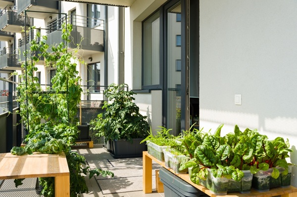 Un potager en ville