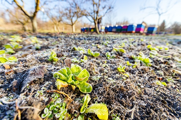 Blanchiment des légumes au potager