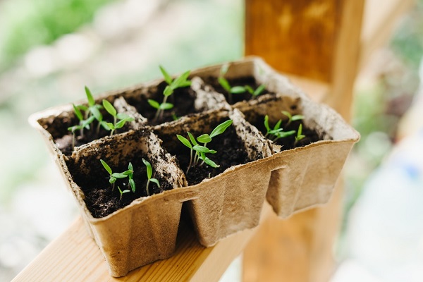 Comment cultiver à l'intérieur des graines de condimentaires