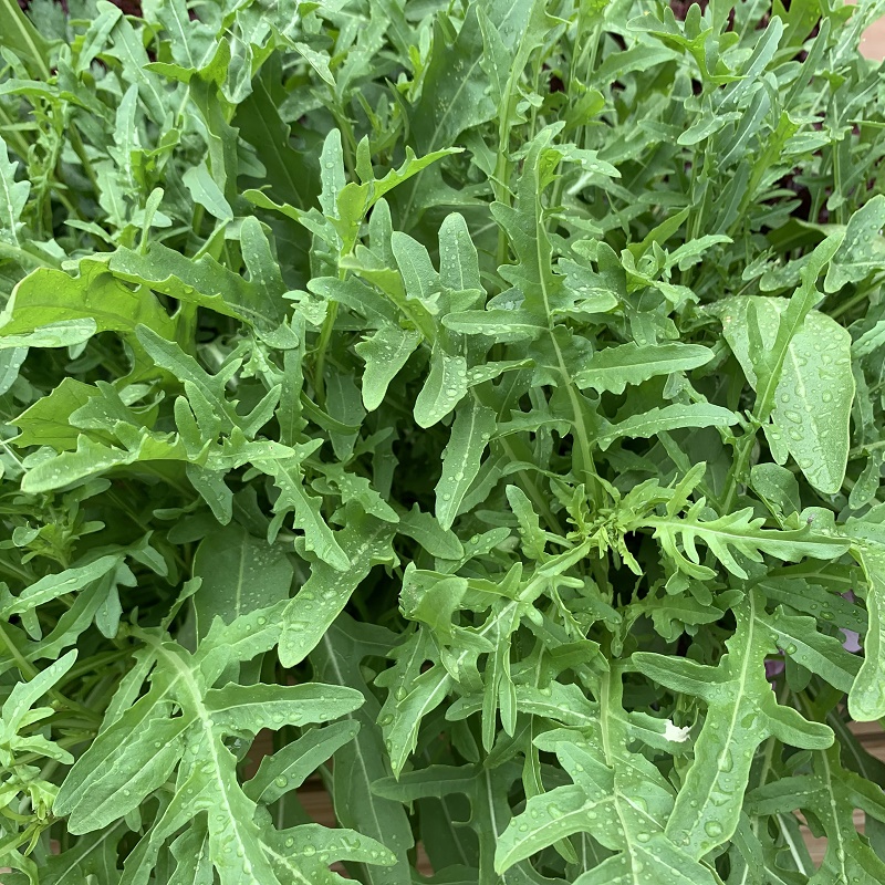 Roquette à semer en automne