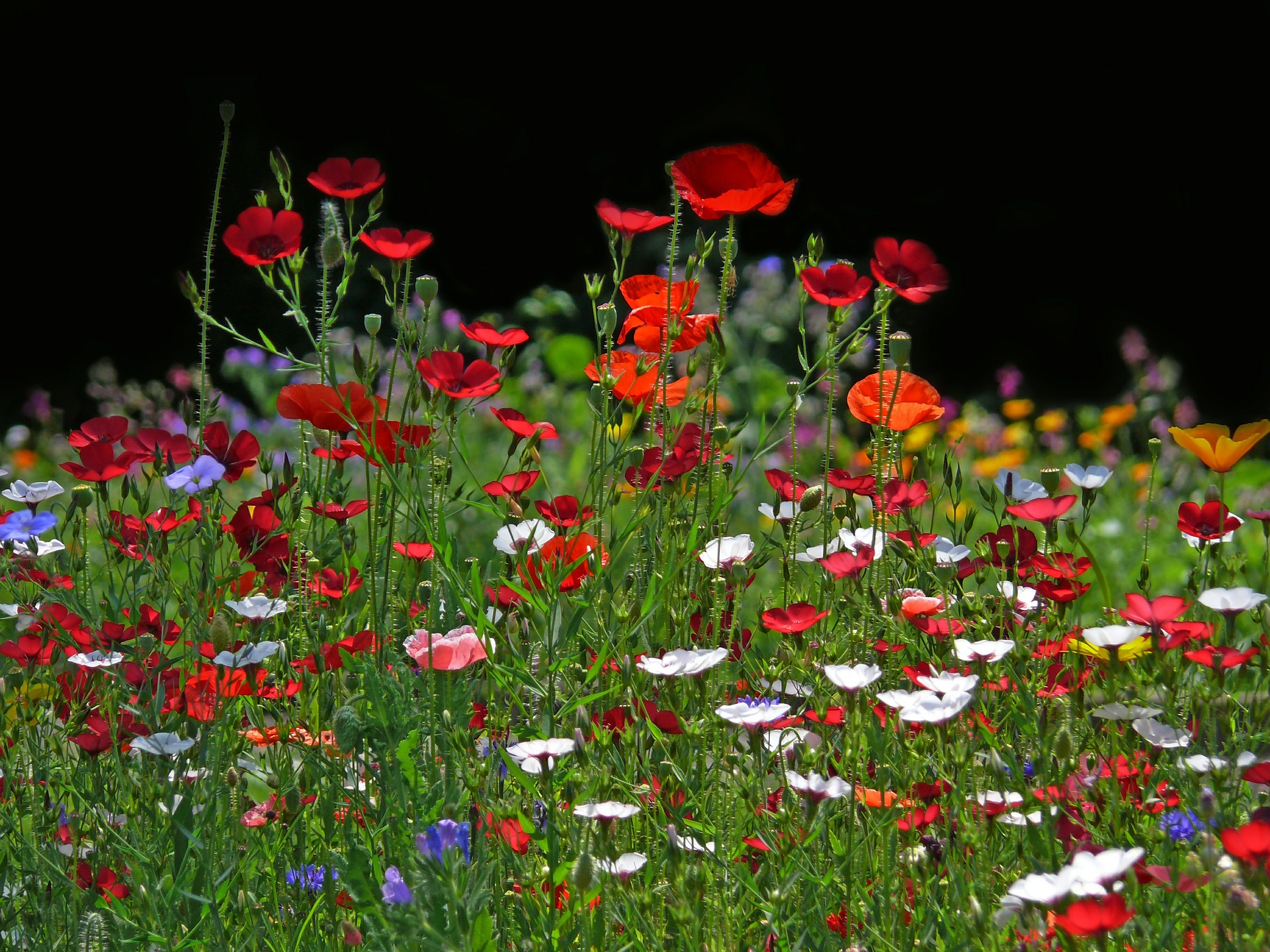 Fleurs visitées par les pollinisateurs dans un jardin favorisant la biodiversité