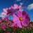 Cosmos géant rose 200 graines