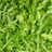 Roquette cultivée