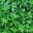 Basilic Grec