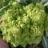 Chou-fleur Romanesco Natalino vert