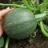 Courgette de Nice à fruit rond