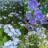 Mélange de fleurs bucolique bleu 