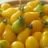 Tomate Yellow Pearshaped - poire jaune