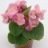 Bégonia semperflorens rose
