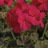 Geranium droit Deep Rose 10 graines