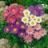 Aster alpinus varié