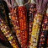 Maïs d'ornement multicolore