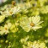 Cosmos Late Sensation Yellow 150 graines