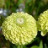 Zinnia elegans Envy Green