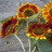 Tournesol Beauté d'Automne