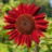 Tournesol Moulin Rouge