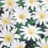Anémone blanda White Splendour 5 bulbes