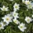 Anémone blanda White Splendour 5 bulbes