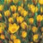 Crocus botanique Fuscotinctus (jaune)