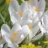 Crocus botanique Bruant des neiges - Snowbunting (blanc)