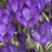 Crocus botanique Tom. Ruby Giant (mauve)
