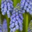 Muscari Armeniacum bleu