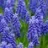 Muscari Armeniacum bleu