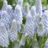 Muscari Bleu ciel Baby's Breath