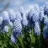 Muscari Bleu ciel Baby's Breath