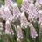Muscari Pink Sunrise
