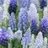 Muscari Mélange