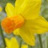 Narcisse botanique Jetfire