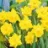 Narcisse botanique pseudinarcissus