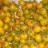 Tomate cerise jaune 60 graines