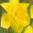 Narcisse Carlton