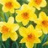 Narcisse Fortissimo