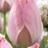 Tulipe Mystic van Eijk 7 bulbes