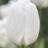 Tulipe Hakuun 7 bulbes