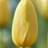 Tulipe Big Smile 7 bulbes