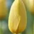 Tulipe Big Smile 7 bulbes