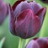 Tulipe Queen of the Night 7 bulbes