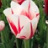 Tulipe Sorbet 7 bulbes