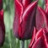 Tulipe à fleur de lis Jenny Butchart