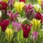 Tulipe à fleur de lis Viridiflora mélange